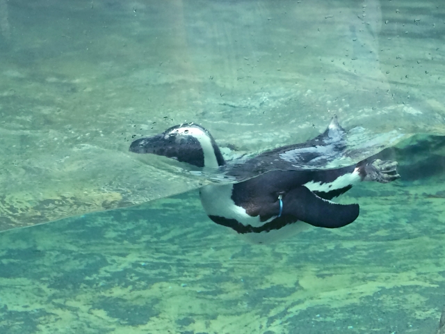 f:id:namesho:20170630235142j:plain